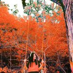 862C6C12-90FF-4783-9EC4-CBBB2EBE4119